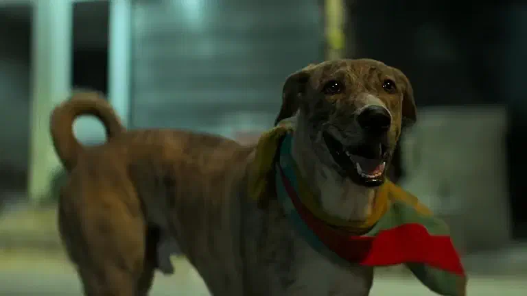 Image of scene from the film Ohh My Dog